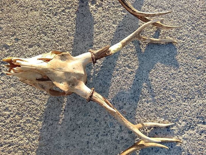 sika antlers