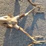 sika antlers Image 6