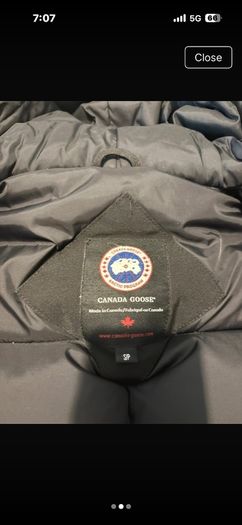 canada goose