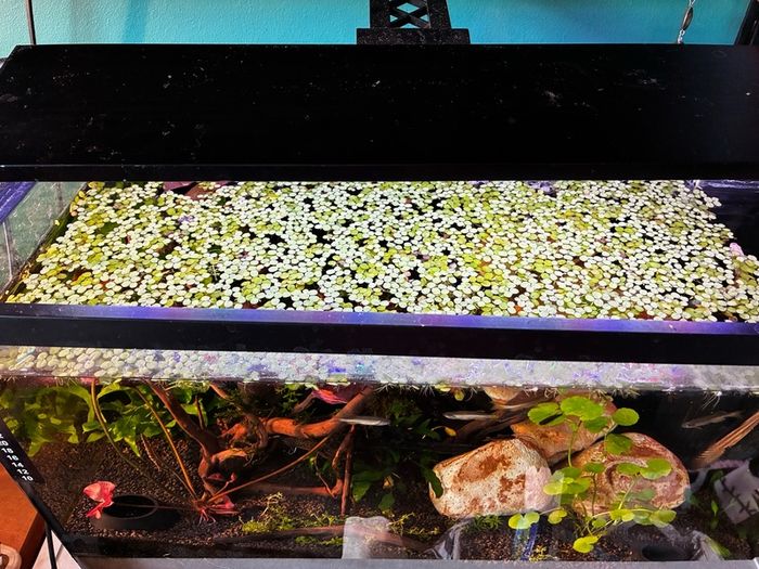 salvinia minima
