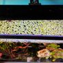 salvinia minima Image 3
