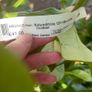 Laurel hedging Image 3