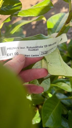 Laurel hedging