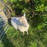 9 Young x bred sheep and 3 ewe lambs. Image 2