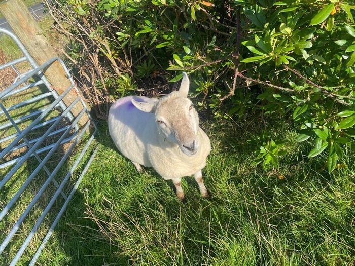Young x bred sheep
