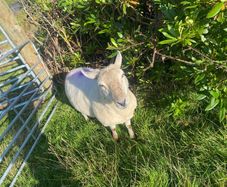 Young x bred sheep