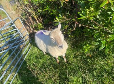 Young x bred sheep