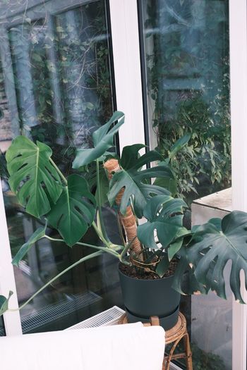 Large Houseplant Collection: 4 Monsteras, Rubber Tree & Giant Bird of Paradise