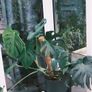 Lush Monstera in 30cm Dark Green Planter Image 3