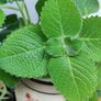Cuban Oregano Plant with ceramic pot Image 8