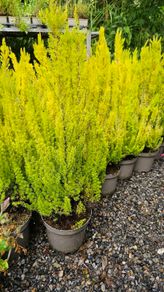 Heathers, Alberts Gold