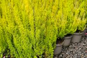 Heathers, Alberts Gold