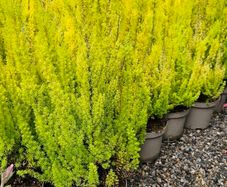 Heathers, Alberts Gold