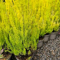 Heathers, Alberts Gold