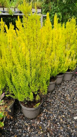 Heathers, Alberts Gold