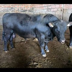 Pedigree Angus Bulls