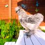 Hens. 2 American Silky hens ( price  is for two Hens) Image 4