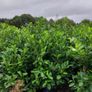 Laurel Hedging in 17 litre pot 5ft just 20 euro Image 2