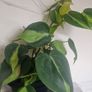 Philodendron Scandens Brasil - Heartleaf Philodendron Image 3