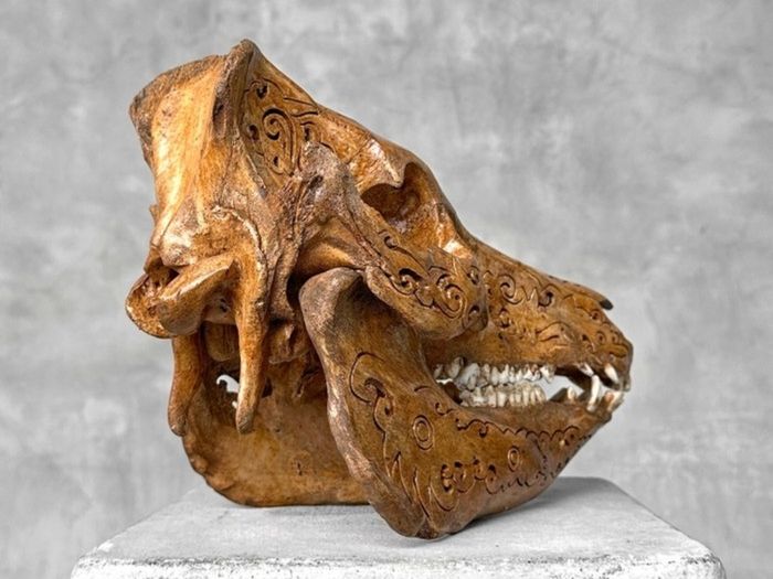 Authentic Hand Carved Wild Boar Skull - Bone