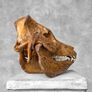 Authentic Hand Carved Wild Boar Skull - Bone Image 4