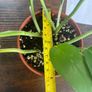 Golden pathos house plant Image 2