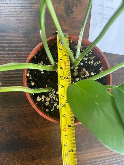 Golden pathos house plant