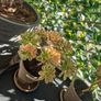 aeonium sweet tea Image 4