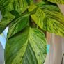 Epipremnum Aureum Marble Queen big leaves Image 3