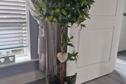 Artificial Bay Tree