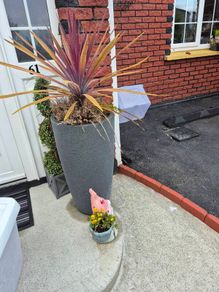 free plant in pots to take away