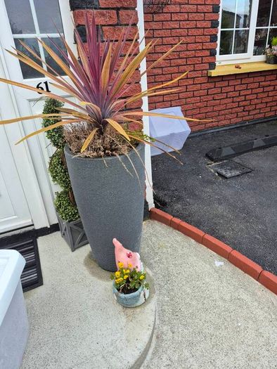 free plant in pots to take away