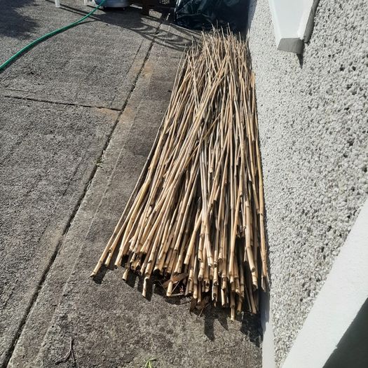 Bamboo shoots for gardening