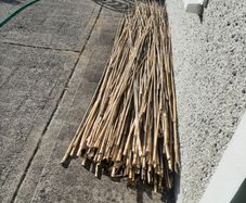 Bamboo shoots for gardening