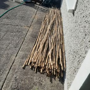 Bamboo shoots for gardening