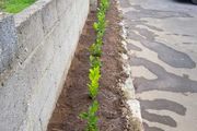 Laurel Hedging