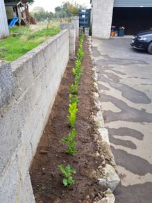 Laurel Hedging