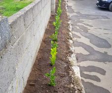 Laurel Hedging