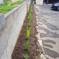 Laurel Hedging