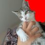 cat Image 2