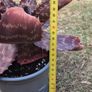 Aloe Maculata (Soap Aloe) Mature Plant for Sale Image 4