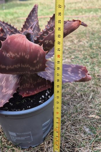 Aloe Maculata (Soap Aloe) Mature Plant for Sale