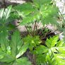 geranium canariensis Image 3