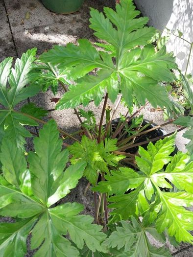 geranium canariensis
