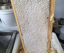 Honey comb