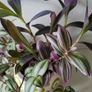 3 Tradescantias in one pot. Trailing house plants. Image 5