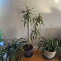 plant