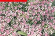 (S) German Statice seeds 0.1g (approx. 100 seeds) (430109)