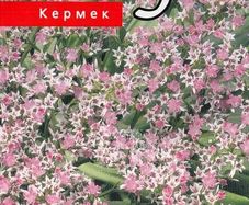 (S) German Statice seeds 0.1g (approx. 100 seeds) (430109)