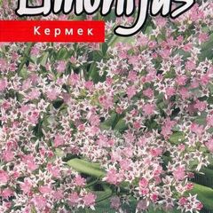 (S) German Statice seeds 0.1g (approx. 100 seeds) (430109)